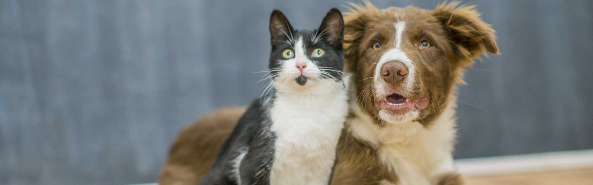 un chat et un chien