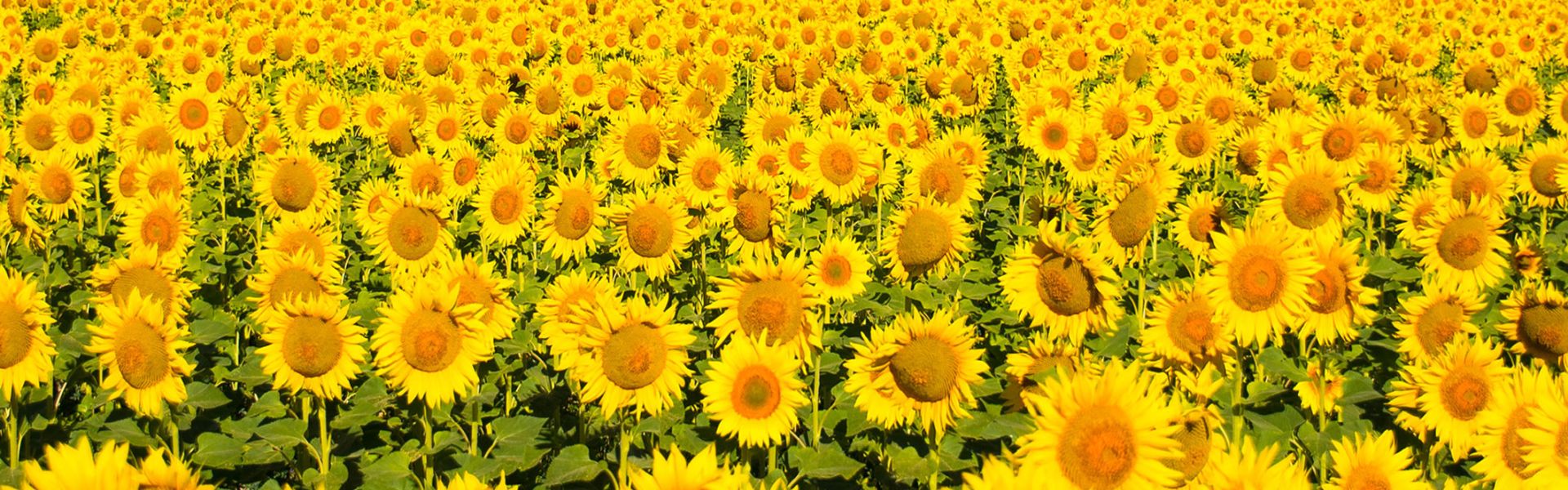 tournesols