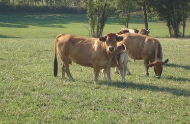 Des vaches dans un pré